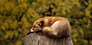 Jaka pozycja do spania jest najzdrowsza?