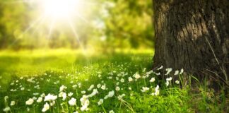 Jakie kwiaty pochłaniają wilgoć?