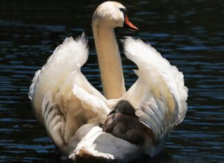 Czym można zastąpić fotelik samochodowy?
