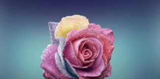 Czym się rożni resor od amortyzatora?