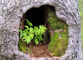 Jak załatać dziurę po sęku?
