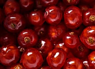 Jak smakuje łożysko? Jak smakuje łożysko?