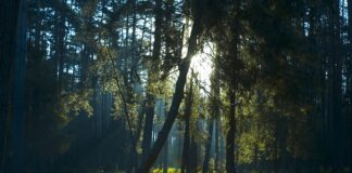 Jaki jest prześwit samochodu?